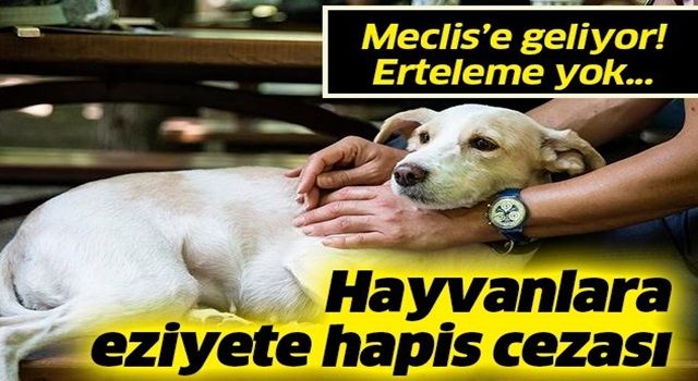 Hayvana eziyet edene 2 yıl hapis cezası: Düzenleme Meclis'e geliyor