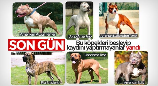 Yasaklı köpek ırklarının kaydı için son gün