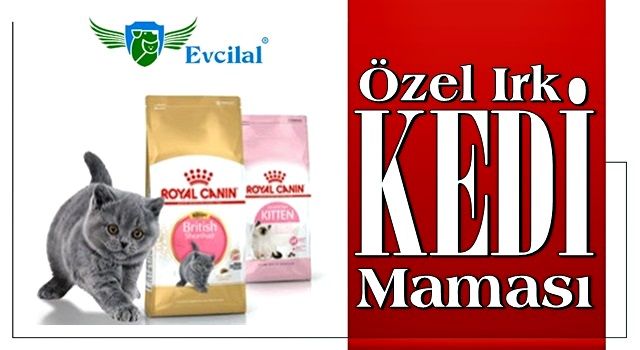 Royal Canin Özel Irk Kedi Maması Fiyatları Ne Kadar