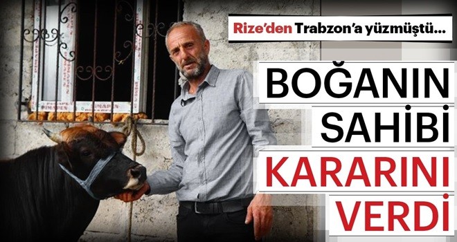 Rize'den Trabzon'a yüzen boğanın sahibi kararını verdi