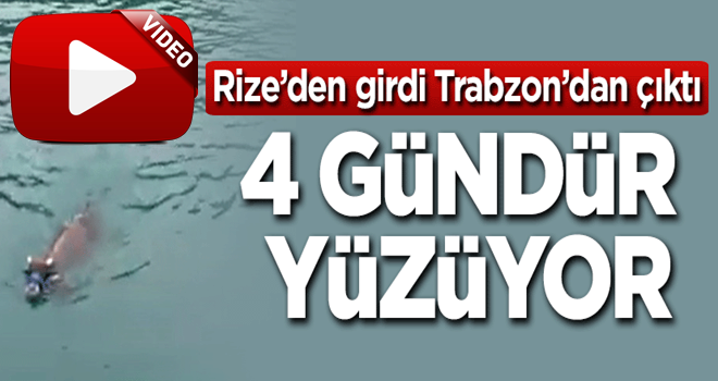 Rize'den girdi, Trabzon'dan Ã§Ä±ktÄ±! 4 gÃ¼ndÃ¼r yÃ¼zÃ¼yor