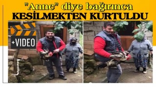 Trabzon'da, 'Anne' diye bağıran horoz kesilmekten son anda kurtuldu.