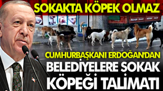 Cumhurbaşkanı Erdoğan'dan belediyelere sokak köpeği talimatı