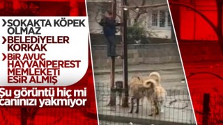 Kahramanmaraş'ta köpeklerden kaçan çocuk direğe tırmandı