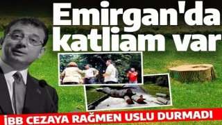 Emirgan Korusu'nda katliam var! İBB cezaya rağmen durmuyor