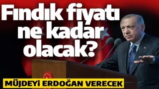 Milyonların beklediği fındık fiyatı belli oluyor! Müjdeyi Cumhurbaşkanı Erdoğan verecek