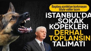 İstanbul Valiliği'nden sokak köpeği açıklaması: İvedilikle toplanmalı