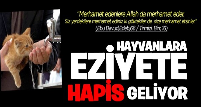 Hayvanlara eziyete hapis cezası geliyor