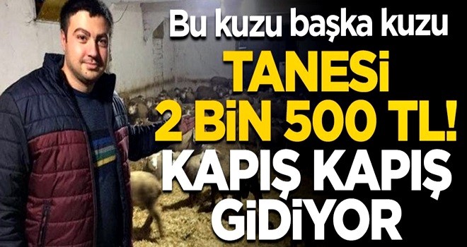 Bu kuzu başka kuzu! Tanesi 2 bin 500 TL