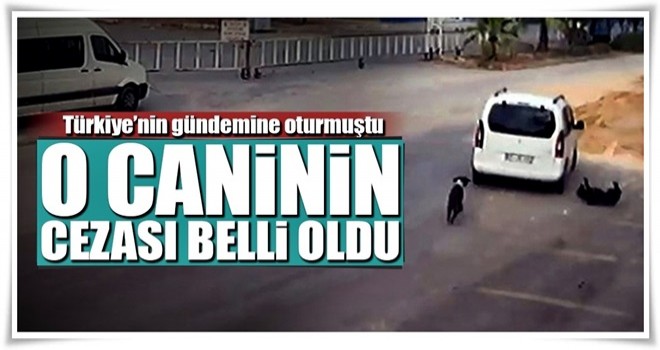Köpeği ezen sürücüye 1097 lira ceza kesildi