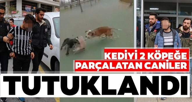 Maltepe'de kediyi köpeklere parçalatan şahıslar yakalandı